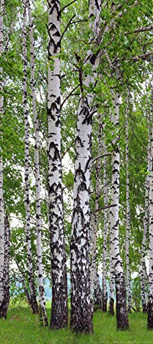 Fototapete FTNv2896 Photomurals Birke von AG Design