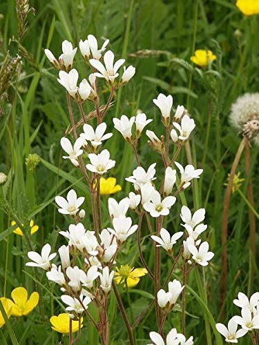 AGROBITS 200 SAXIFRAGA granulata Mai von Frankreich * Comb S/H von AGROBITS