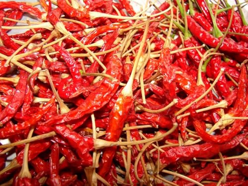 AGROBITS Thai Super Chili, One of The Best Hot Thai Chili, 15 Samen von AGROBITS