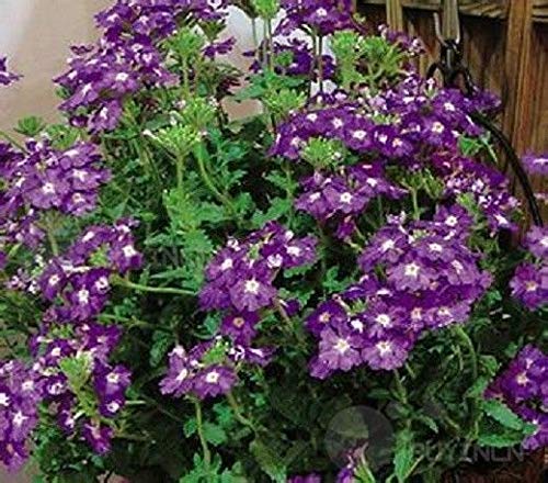 AGROBITS Verbenaseed 20Verbena Hybrid von AGROBITS