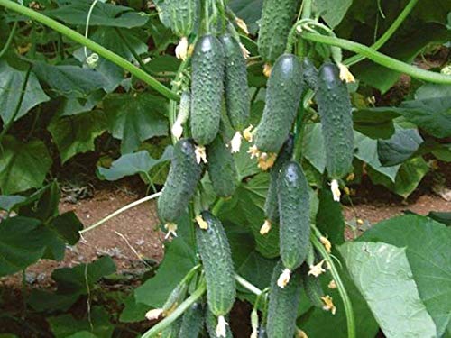 Agrobits Siehe Teshcha F1 – ER-in-Law f llinating Hybrid von AGROBITS