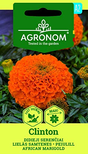 AGRONOM | AUFRECHTE STUDENTENBLUME CLINTON | Blumenssamen | Einjährige Pflanze | Pflanze samen | Für Grünflächen, Blumengärten und Topf | 1 Pack AGRONOM | AUFRECHTE STUDENTENBLUME CLINTON | Blumenssamen | Einjährige Pflanze | Pflanze samen | Für Grünflächen, Blumengärten und Topf | 1 Pack von AGRONOM Tested in the garden