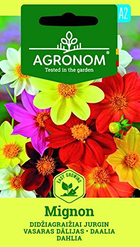 AGRONOM | DAHLIE MIGNON | Blumenssamen | Dahlie samen | Einjährige Pflanze | Pflanze samen | Für Aufzucht in Blumenbeeten | 1 Pack AGRONOM | DAHLIE MIGNON | Blumenssamen | Dahlie samen | Einjährige Pflanze | Pflanze samen | Für Aufzucht in Blumenbeeten | 1 Pack von AGRONOM Tested in the garden