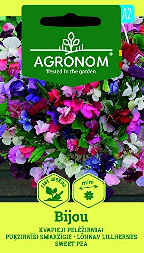 AGRONOM | EDELWICKE BIJOU | Blumenssamen | Angenehm duftende Blüten | Pflanze samen | Einjährige, rankende Pflanze | 1 Pack von AGRONOM Tested in the garden