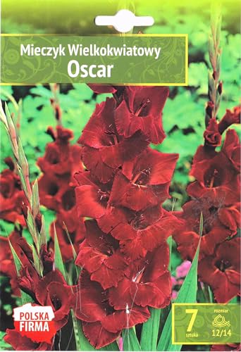 AGRONOM | GLADIOLEN - OSCAR | Mehrjährige Blumenzwiebeln | Rot Blumen | Werden in Blumengärten, Töpfen angebaut, in blühenden Rasenflächen | 7 Blumenzwiebeln von AGRONOM Tested in the garden