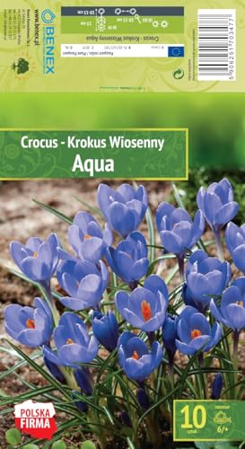 AGRONOM | KROKUSSE - AQUA | Mehrjährige Blumenzwiebeln | Bläulich Blumen | Werden in Blumengärten, Töpfen angebaut, in blühenden Rasenflächen gepflanzt | Krokus zwiebeln | 10 Blumenzwiebeln von AGRONOM Tested in the garden