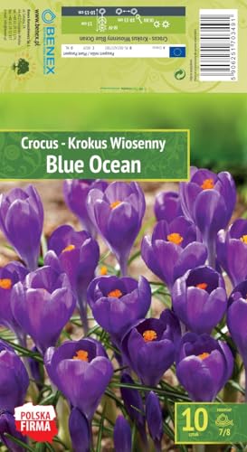 AGRONOM | KROKUSSE - BLUE OCEAN | Mehrjährige Blumenzwiebeln | Violett Blumen | Werden in Blumengärten, Töpfen angebaut, in blühenden Rasenflächen gepflanzt | Krokus zwiebeln | 10 Blumenzwiebeln von AGRONOM Tested in the garden