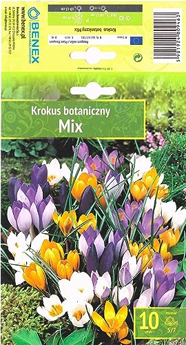 AGRONOM | KROKUSSE - BOTANICZNY MIX | Mehrjährige Blumenzwiebeln | Eine Mixtur Blumen | Werden in Blumengärten, Töpfen angebaut, in blühenden Rasenflächen | Krokus zwiebeln | 10 Blumenzwiebeln von AGRONOM Tested in the garden