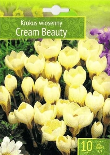 AGRONOM | KROKUSSE - CREAM BEAUTY | Mehrjährige Blumenzwiebeln | Schwarz Blumen | Werden in Blumengärten, Töpfen angebaut, in blühenden Rasenflächen | Krokus zwiebeln | 10 Blumenzwiebeln von AGRONOM Tested in the garden