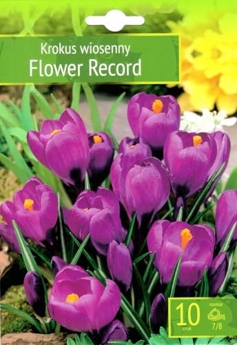 AGRONOM | KROKUSSE - FLOWER RECORD | Mehrjährige Blumenzwiebeln | Violett Blumen | Werden in Blumengärten, Töpfen angebaut, in blühenden Rasenflächen gepflanzt | Krokus zwiebeln | 10 Blumenzwiebeln von AGRONOM Tested in the garden