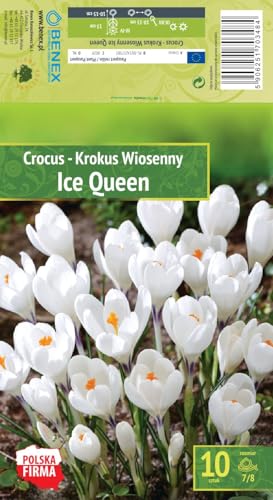 AGRONOM | KROKUSSE - ICE QUEEN | Mehrjährige Blumenzwiebeln | Weiß Blumen | Werden in Blumengärten, Töpfen angebaut, in blühenden Rasenflächen gepflanzt | Krokus zwiebeln | 10 Blumenzwiebeln von AGRONOM Tested in the garden