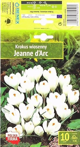 AGRONOM | KROKUSSE - JEANNE D'ARC | Mehrjährige Blumenzwiebeln | Weiß Blumen | Werden in Blumengärten, Töpfen angebaut, in blühenden Rasenflächen | Krokus zwiebeln | 10 Blumenzwiebeln von AGRONOM Tested in the garden