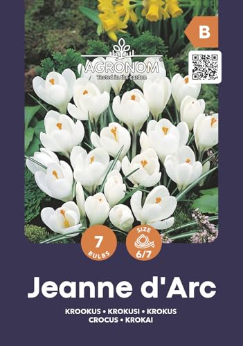 AGRONOM | KROKUSSE - JEANNE D'ARC | Mehrjährige Blumenzwiebeln | Weiß Blumen | Werden in Blumengärten, Töpfen angebaut, in blühenden Rasenflächen gepflanzt | Krokus zwiebeln | 7 Blumenzwiebeln von AGRONOM Tested in the garden