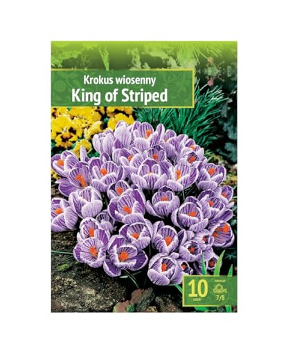 AGRONOM | KROKUSSE - KING OF THE STRIPED | Mehrjährige Blumenzwiebeln | Blau Blumen | Werden in Blumengärten, Töpfen angebaut, blühenden Rasenflächen gepflanzt | Krokus zwiebeln | 10 Blumenzwiebeln von AGRONOM Tested in the garden