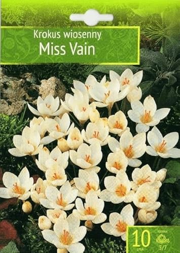 AGRONOM | KROKUSSE - MISS VAIN | Mehrjährige Blumenzwiebeln | Weiß Blumen | Werden in Blumengärten, Töpfen angebaut, in blühenden Rasenflächen gepflanzt | Krokus zwiebeln | 10 Blumenzwiebeln von AGRONOM Tested in the garden
