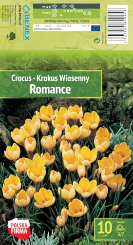 AGRONOM | KROKUSSE - ROMANCE | Mehrjährige Blumenzwiebeln | Gelblich Blumen | Werden in Blumengärten, Töpfen angebaut, in blühenden Rasenflächen gepflanzt | Krokus zwiebeln | 10 Blumenzwiebeln von AGRONOM Tested in the garden