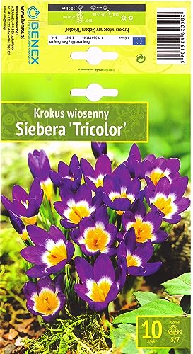 AGRONOM | KROKUSSE - SIEBERA "TRICOLOR" | Mehrjährige Blumenzwiebeln | Violett/Gelb Blumen | Werden in Blumengärten, Töpfen angebaut, blühende Rasenflächen | Krokus zwiebeln | 10 Blumenzwiebeln von AGRONOM Tested in the garden