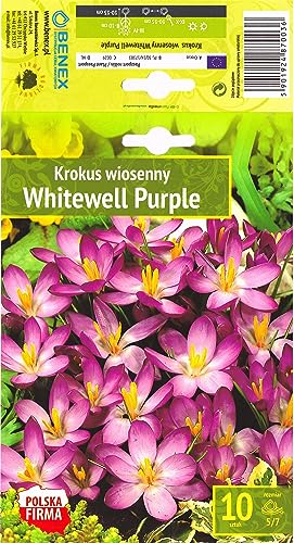 AGRONOM | KROKUSSE - WHITEWELL PURPLE | Mehrjährige Blumenzwiebeln | Violett Blumen | Werden in Blumengärten, Töpfen angebaut, blühenden Rasenflächen gepflanzt | Krokus zwiebeln | 10 Blumenzwiebeln von AGRONOM Tested in the garden