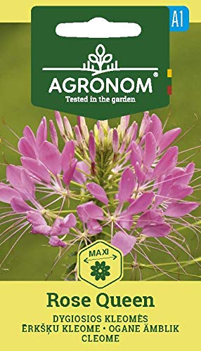 AGRONOM | SPINNENBLUME ROSE QUEEN | Blumenssamen | Einjährige Pflanze | Unkompliziert in der Aufzucht | Rose samen | Sehr schöne Pflanze | Auffälligen Blütenstands | 1 Pack von AGRONOM Tested in the garden