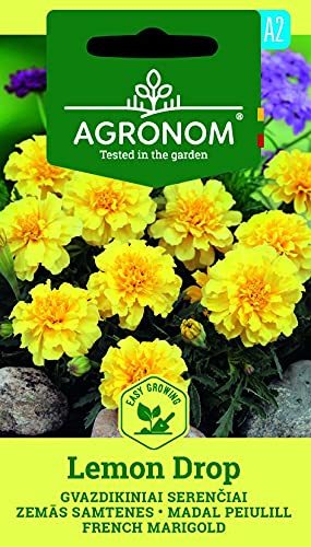 AGRONOM | TAGETES LEMON DROP | Blumenssamen | Einjährige Pflanze | Unkompliziert in der Aufzucht | Pflanze samen | 1 Pack von AGRONOM Tested in the garden