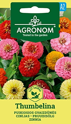 AGRONOM | ZINNIA THUMBELINA | Blumenssamen | Wächst gut in leichten Böden | Zinnia samen | 1 Pack von AGRONOM Tested in the garden