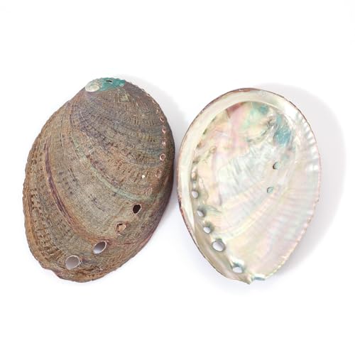 AHANDMAKER 2 Stück Abalone-Muschel, 3-4.5,(1) cm, Polierte Abalone-Muschel, Weißer Salbei-Brenner, Halter, Räucherschale, Räuchergefäß Für Weißen Salbei, Dekoration Für Aquarium-Ansicht von AHANDMAKER