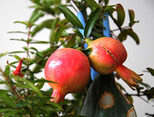 AIMADO Samen-20 Stück BIO-Granatapfel Samen Sommer Saatgut Obst gesund& Vitamin C winterhart mehrjährig für Terrasse/Balkon/Garten von AIMADO Samenhaus