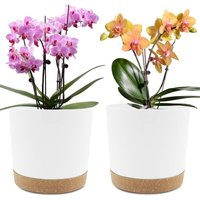 Set mit 2 Blumentöpfen (20,3 cm), Blumentöpfe für den Innenbereich mit Abflusslöchern und abnehmbarem Boden, moderner dekorativer Untersetzer für von AIMOONSA