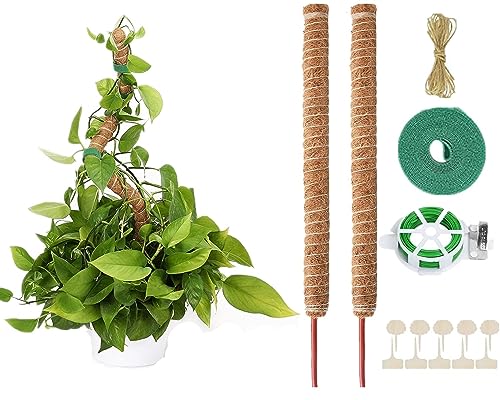 AIQII 2 Pack 160 cm Moosstab Pflanzenstab Monstera Rankhilfe Biegsame Moosstab Monstera Stab Pflanzstab Monstera für Kletterpflanzen Pflanzenname Pflanzzeit Pflanzenunterstützung von AIQII