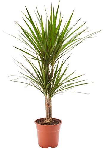 AIRY Drachenbaum (Dracaena marginata) • Luftreinigende Pflanze • Topf-Ø ca. 17cm, Höhe mit Topf ca. 65cm • Zimmerpflanze in gärtnerischer Qualität • Sicherer Pflanzenversand durch deutsche Gärtnerei von AIRY