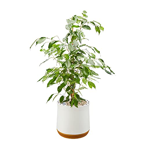 AIRY Pot M mit Birkenfeige & 6-L Airy Base Substrat • Natürlicher Luftreiniger filtert Schadstoffe, Allergene & Gerüche • Ideal für Räume mit ca. 20qm • Made in Germany, 2310-608 weiss-gold von AIRY