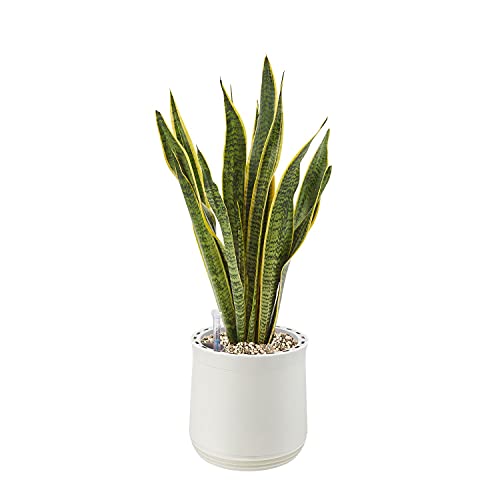 AIRY Pot M mit Bogenhanf & 6-L Airy Base Substrat • Natürlicher Luftreiniger filtert Schadstoffe, Allergene & Gerüche • Ideal für Räume mit ca. 20qm • Made in Germany, 2301-603 weiss-weiss von AIRY