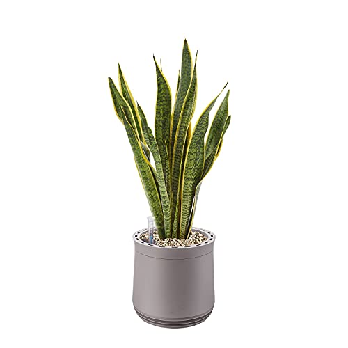 AIRY Pot M mit Bogenhanf & 6-L Airy Base Substrat • Natürlicher Luftreiniger filtert Schadstoffe, Allergene & Gerüche • Ideal für Räume mit ca. 20qm • Made in Germany, 2304-603 grau-grau von AIRY