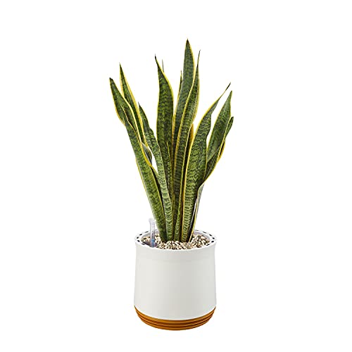 AIRY Pot M mit Bogenhanf & 6-L Airy Base Substrat • Natürlicher Luftreiniger filtert Schadstoffe, Allergene & Gerüche • Ideal für Räume mit ca. 20qm • Made in Germany, 2310-603 weiss-gold von AIRY
