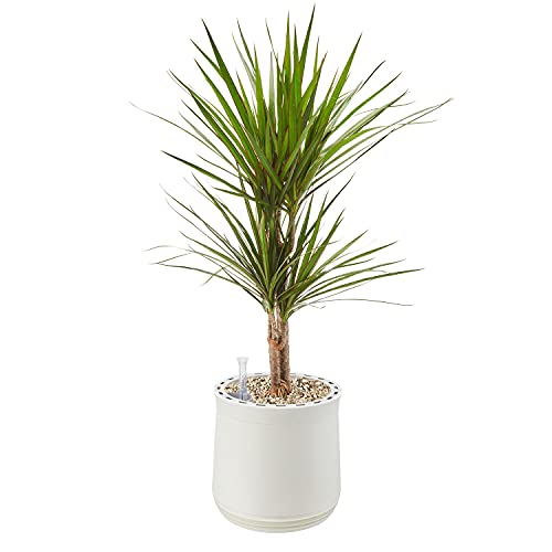 AIRY Pot M mit Drachenbaum & 6-L Airy Base Substrat • Natürlicher Luftreiniger filtert Schadstoffe, Allergene & Gerüche • Ideal für Räume mit ca. 20qm • Made in Germany, 2301-602 weiss-weiss von AIRY