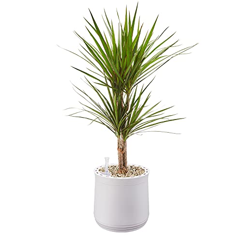 AIRY Pot M mit Drachenbaum & 6-L Airy Base Substrat • Natürlicher Luftreiniger filtert Schadstoffe, Allergene & Gerüche • Ideal für Räume mit ca. 20qm • Made in Germany, 2302-602 antikweiss-antikweiss von AIRY