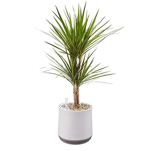 AIRY Pot M mit Drachenbaum & 6-L Airy Base Substrat • Natürlicher Luftreiniger filtert Schadstoffe, Allergene & Gerüche • Ideal für Räume mit ca. 20qm • Made in Germany, 2306-602 antikweiss-grau von AIRY