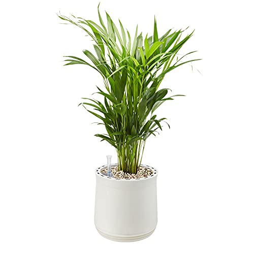 AIRY Pot M mit Goldfruchtpalme & 6-L Airy Base Substrat • Natürlicher Luftreiniger filtert Schadstoffe, Allergene & Gerüche • Ideal für Räume mit ca. 20qm • Made in Germany, 2301-607 weiss-weiss von AIRY