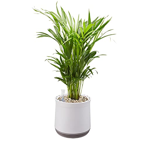 AIRY Pot M mit Goldfruchtpalme & 6-L Airy Base Substrat • Natürlicher Luftreiniger filtert Schadstoffe, Allergene & Gerüche • Ideal für Räume mit ca. 20qm • Made in Germany, 2306-607 antikweiss-grau von AIRY