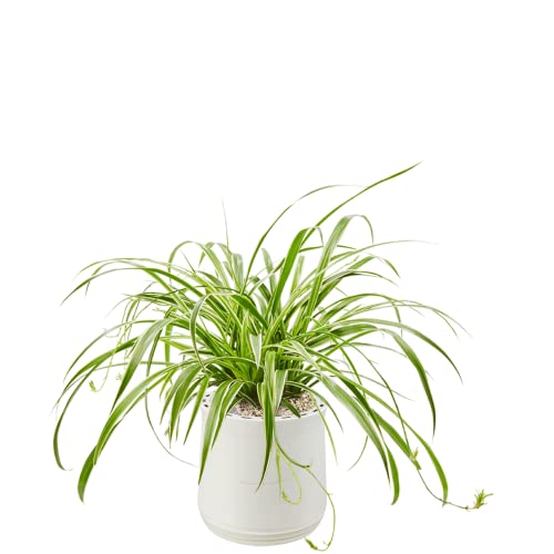 AIRY Pot M mit Grünlilie & 6-L Airy Base Substrat • Natürlicher Luftreiniger filtert Schadstoffe, Allergene & Gerüche • Ideal für Räume mit ca. 20qm • Made in Germany, 2301-606 weiss-weiss von AIRY