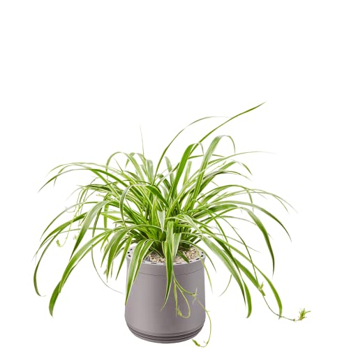 AIRY Pot M mit Grünlilie & 6-L Airy Base Substrat • Natürlicher Luftreiniger filtert Schadstoffe, Allergene & Gerüche • Ideal für Räume mit ca. 20qm • Made in Germany, 2304-606 grau-grau von AIRY