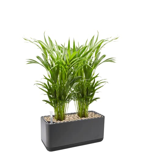 AIRY System L inkl. 2 Goldfruchtpalmen & Airy Base Substrat • Natürlicher Luftreiniger eliminiert Schadstoffe, Allergene & Gerüche • Für Räume mit ca. 30qm • Made in Germany, 3303-607 anthrazit von AIRY