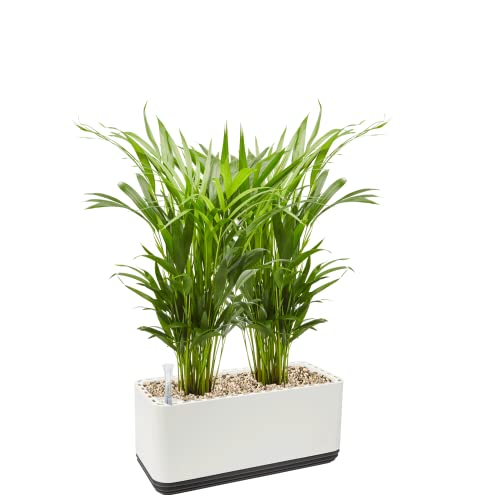 AIRY System L inkl. 2 Goldfruchtpalmen & Airy Base Substrat • Natürlicher Luftreiniger eliminiert Schadstoffe, Allergene & Gerüche • Für Räume mit ca. 30qm • Made in Germany, 3305-607 weiss-anthrazit von AIRY