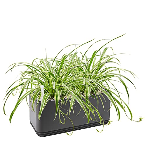 AIRY System L inkl. 2 Grünlilien & Airy Base Substrat • Natürlicher Luftreiniger eliminiert Schadstoffe, Allergene & Gerüche • Für Räume mit ca. 30qm • Made in Germany, 3303-606 anthrazit von AIRY