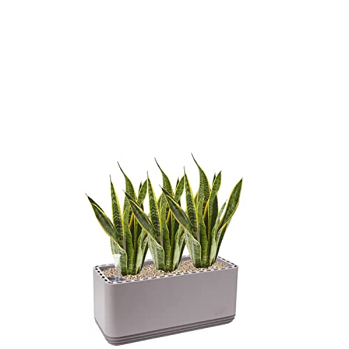AIRY System L inkl. 3 Bogenhanfe & Airy Base Substrat • Natürlicher Luftreiniger eliminiert Schadstoffe, Allergene & Gerüche • Für Räume mit ca. 30qm • Made in Germany, 3304-613 grau-grau von AIRY