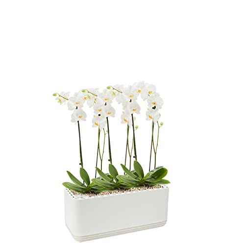 AIRY System L inkl. 3 Orchideen & Airy Base Substrat • Natürlicher Luftreiniger eliminiert Schadstoffe, Allergene & Gerüche • Für Räume mit ca. 30qm • Made in Germany, 3301-619 weiss-weiss von AIRY