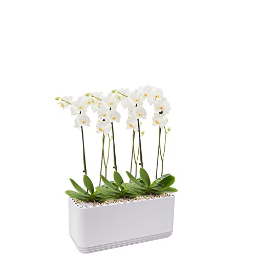 AIRY System L inkl. 3 Orchideen & Airy Base Substrat • Natürlicher Luftreiniger eliminiert Schadstoffe, Allergene & Gerüche • Für Räume mit ca. 30qm • Made in Germany, 3302-619 antikweiss von AIRY
