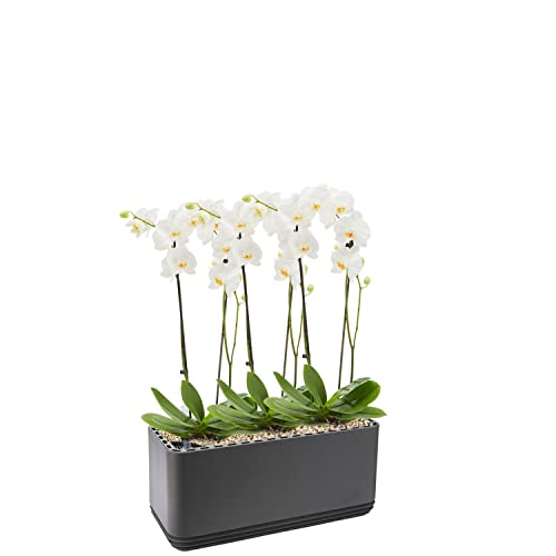 AIRY System L inkl. 3 Orchideen & Airy Base Substrat • Natürlicher Luftreiniger eliminiert Schadstoffe, Allergene & Gerüche • Für Räume mit ca. 30qm • Made in Germany, 3303-619 anthrazit von AIRY