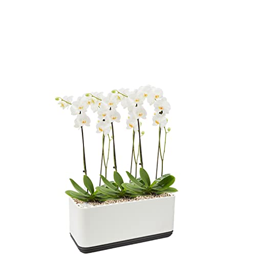 AIRY System L inkl. 3 Orchideen & Airy Base Substrat • Natürlicher Luftreiniger eliminiert Schadstoffe, Allergene & Gerüche • Für Räume mit ca. 30qm • Made in Germany, 3305-619 weiss-anthrazit von AIRY
