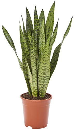 AIRY Bogenhanf (Sansevieria Zeylanica) • Luftreinigende Pflanze • Topf-Ø ca. 17cm, Höhe mit Topf ca. 70cm • Zimmerpflanze in gärtnerischer Qualität • Sicherer Pflanzenversand • Deutsche Gärtnerei von AIRY